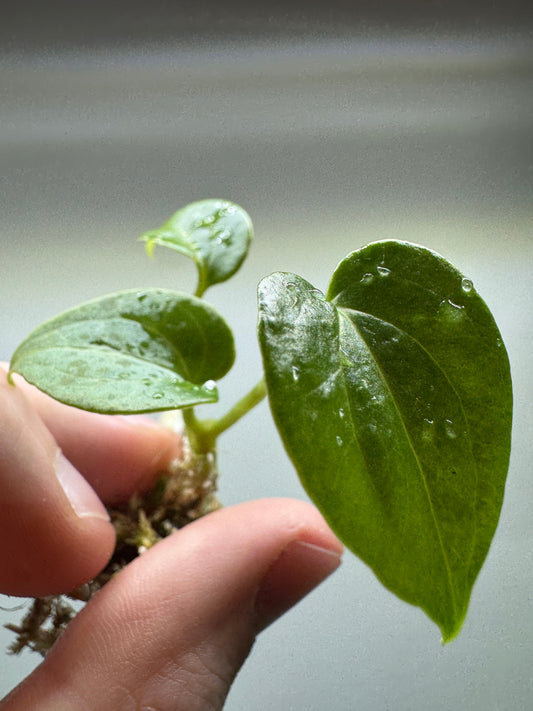 Anthurium 'DELTAFORCE'