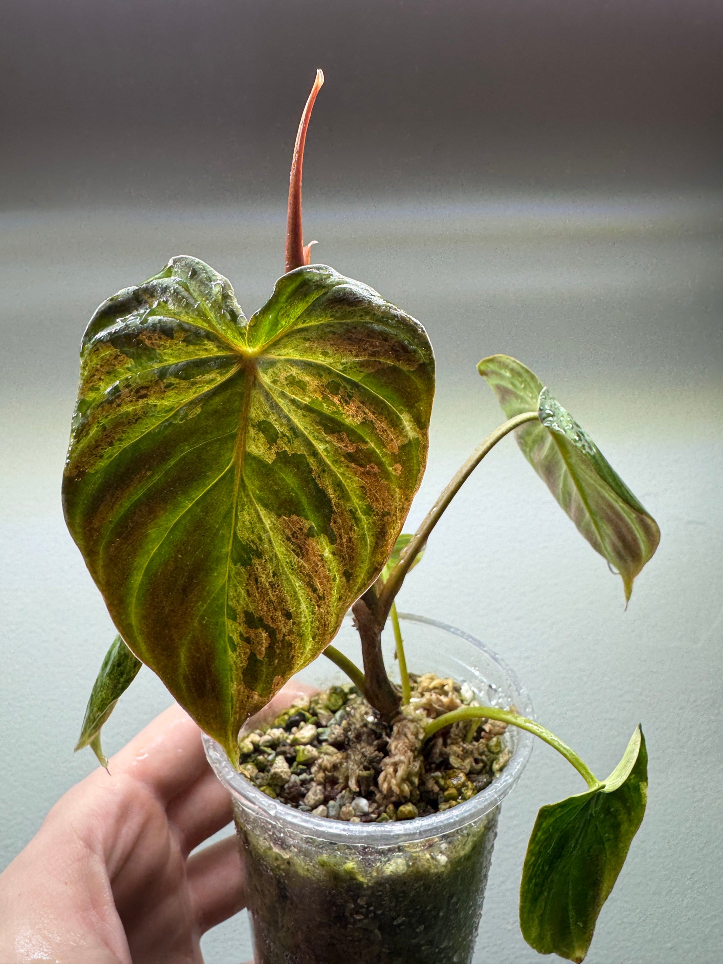 Philodendron verrucosum 'MINT'