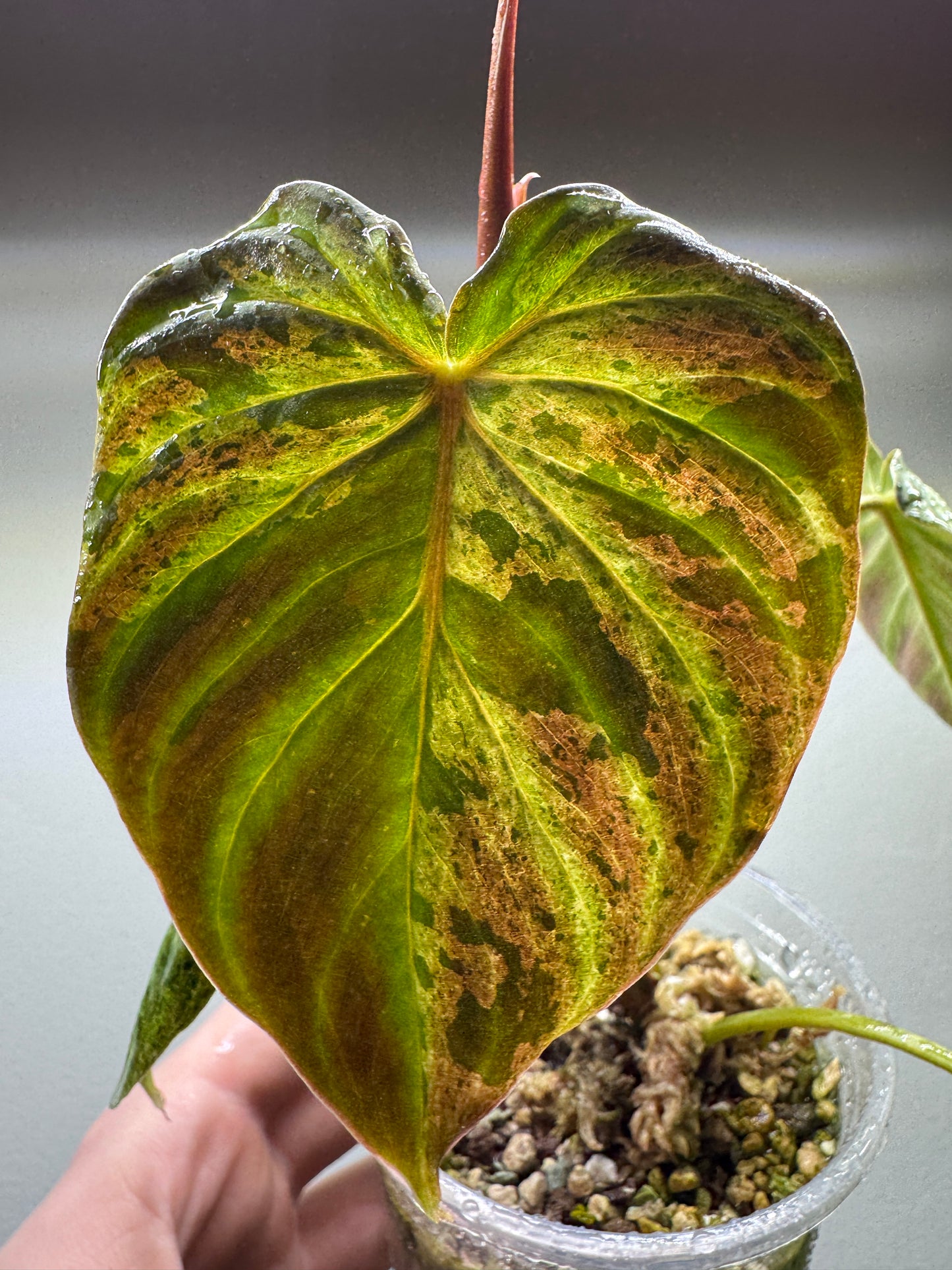 Philodendron verrucosum 'MINT'