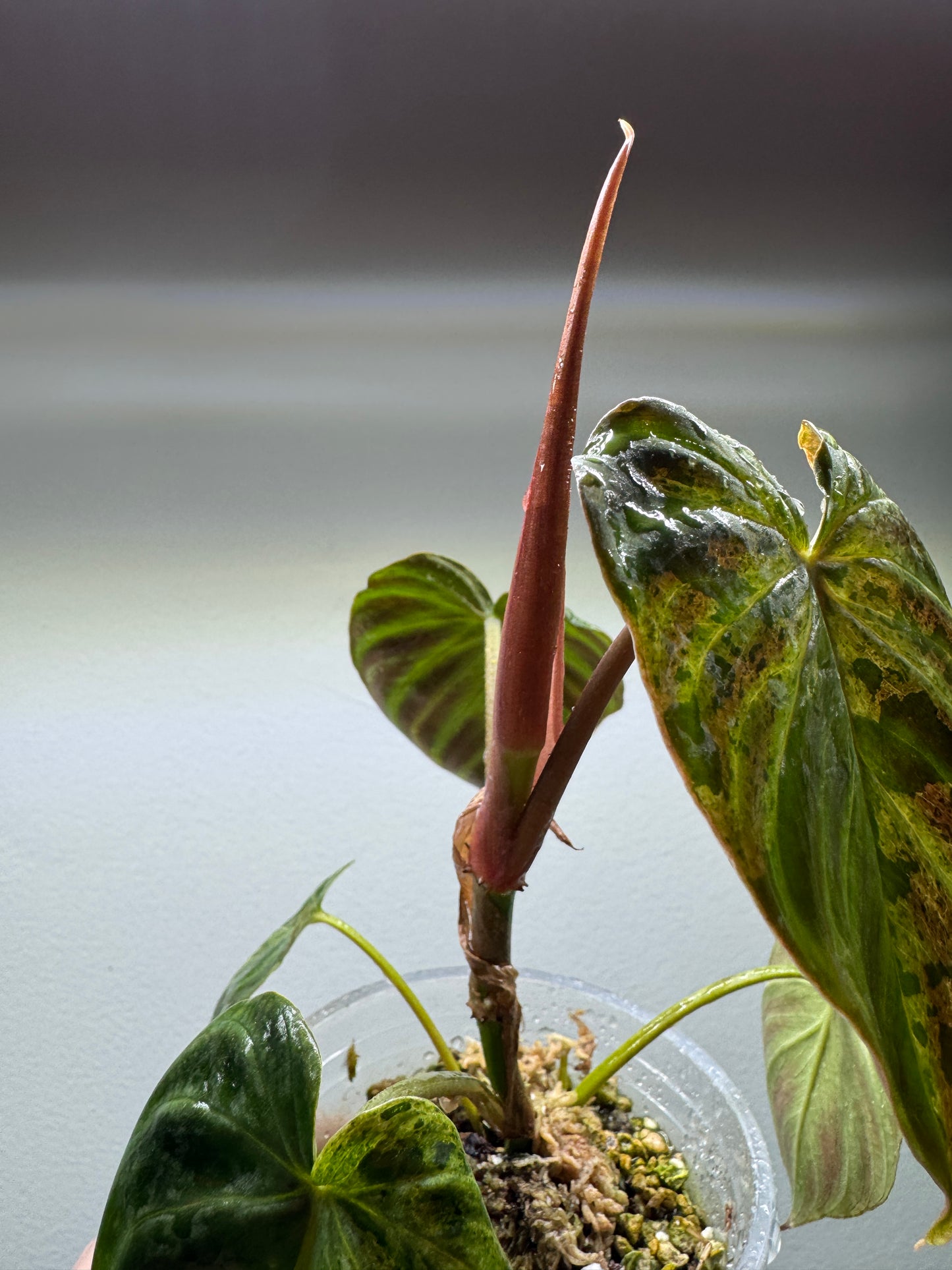 Philodendron verrucosum 'MINT'