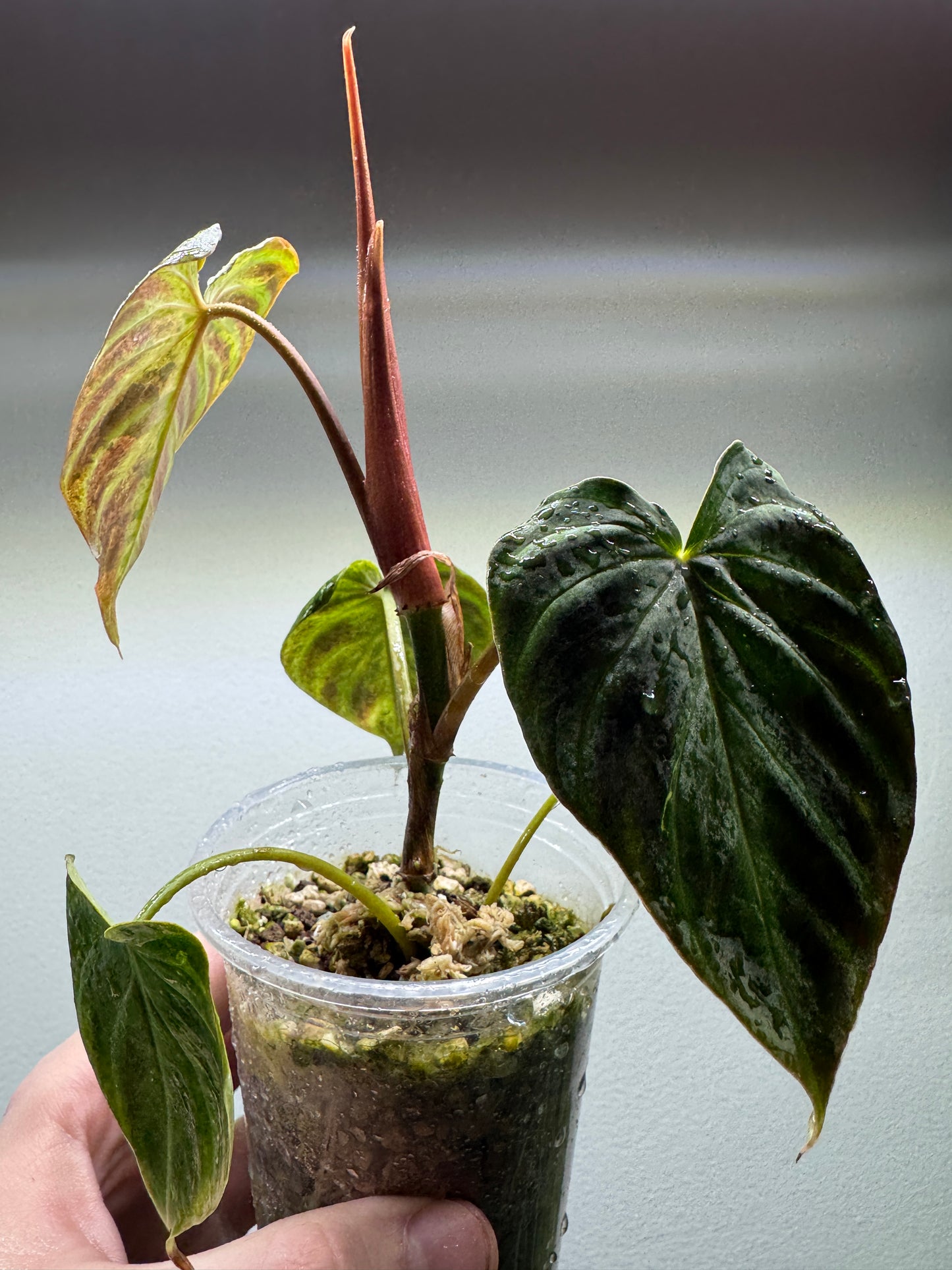 Philodendron verrucosum 'MINT'