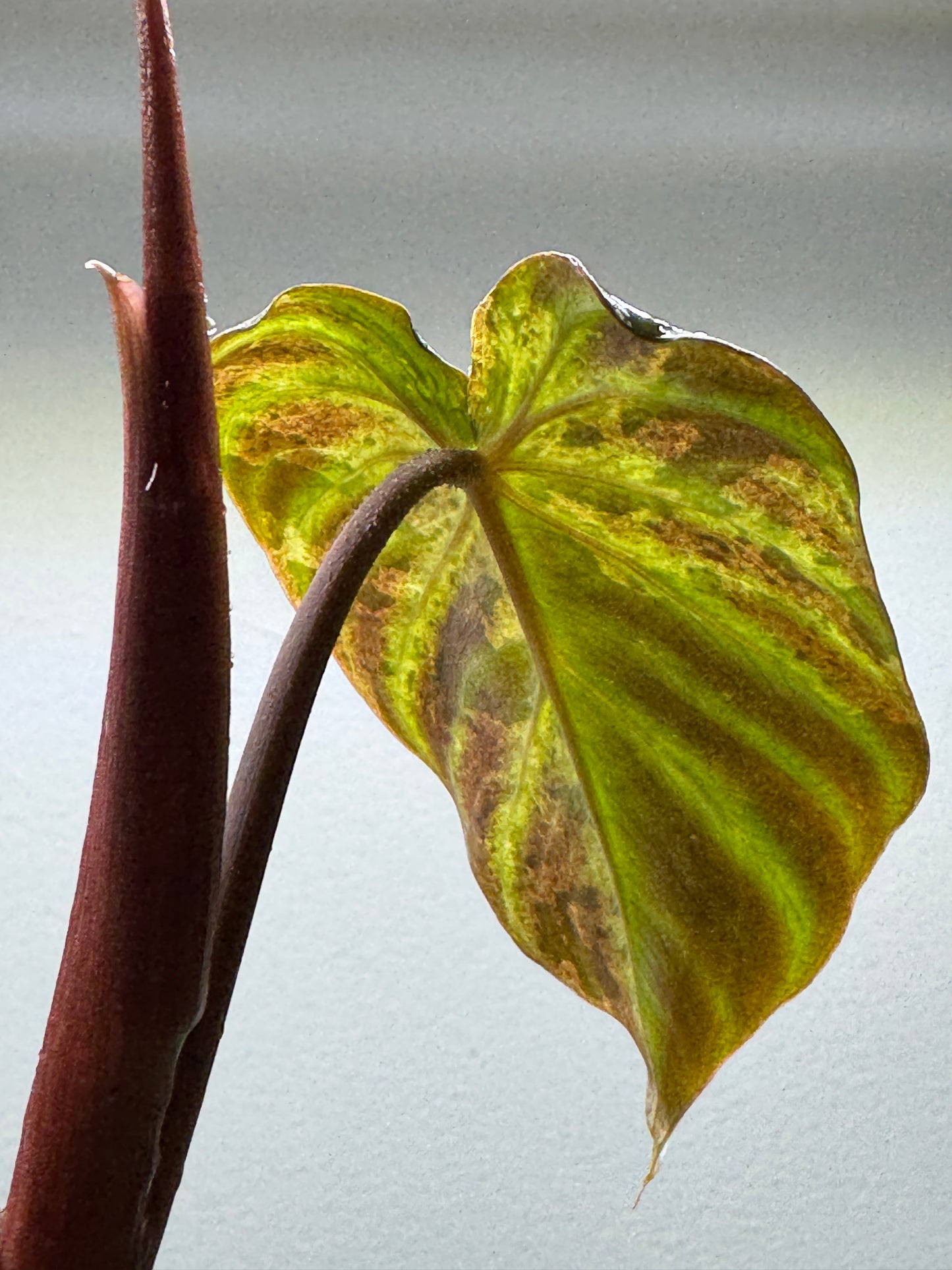 Philodendron verrucosum 'MINT'