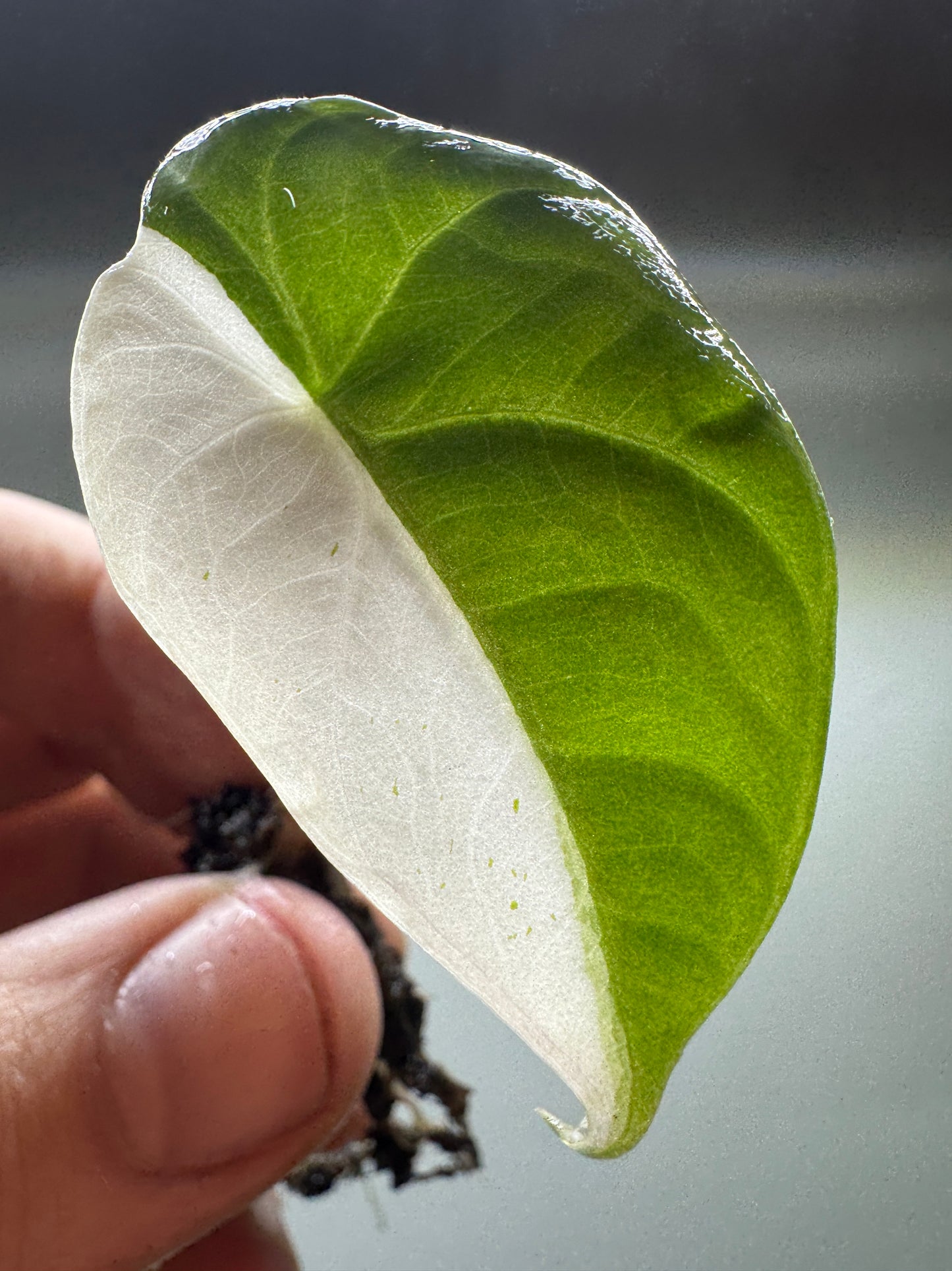 Alocasia maharani Half Moon