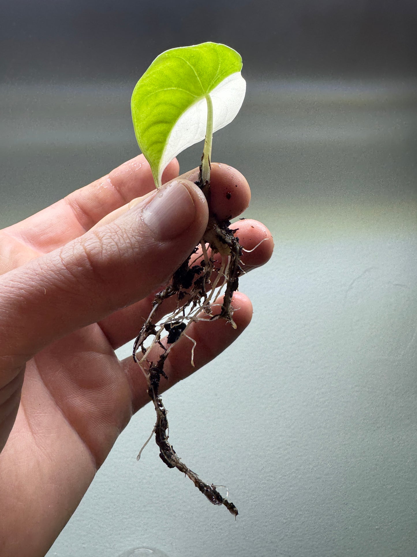 Alocasia maharani Half Moon