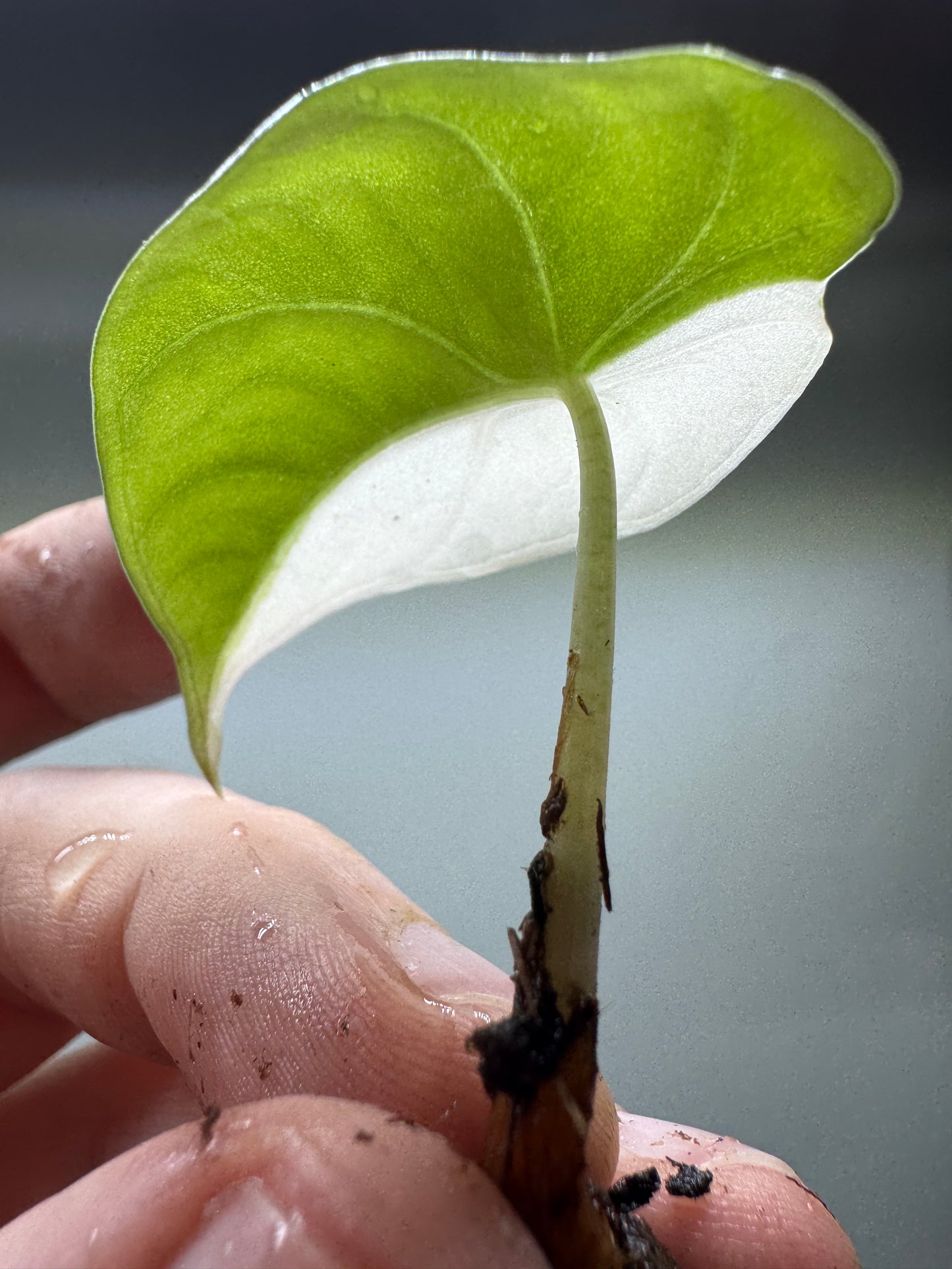 Alocasia maharani Half Moon