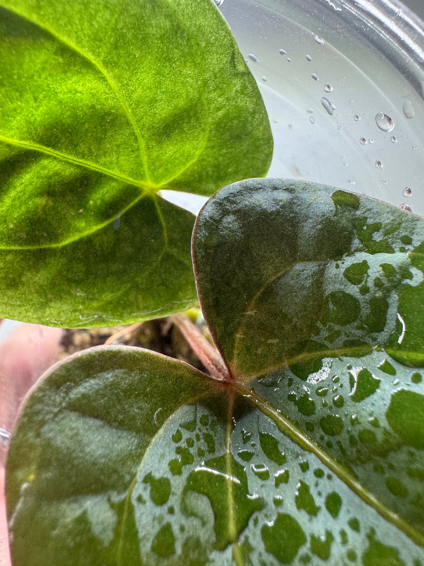 Anthurium 'Dark Phoenix'