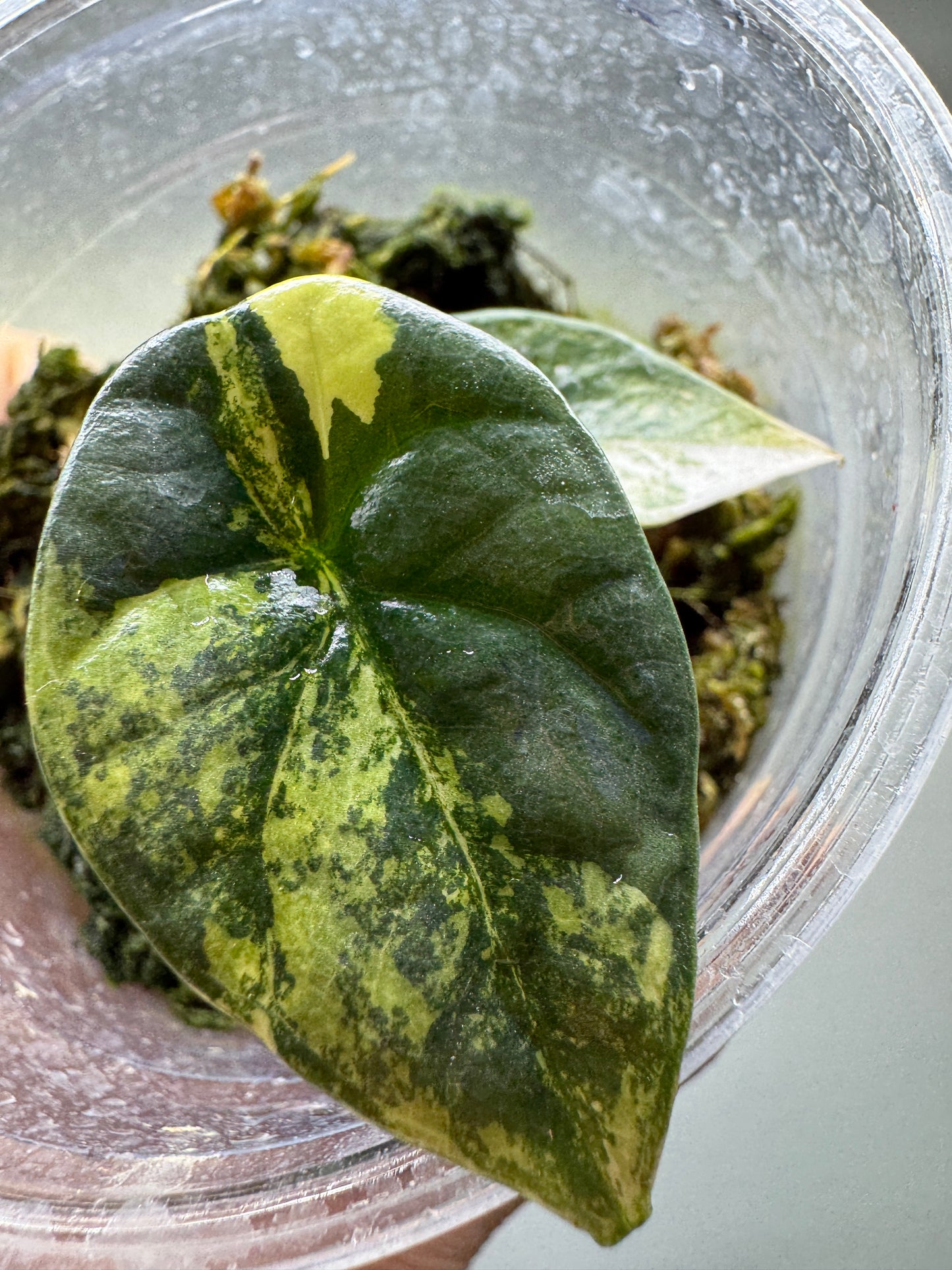 Alocasia sinuata 'QUILTED DREAMS' Albo Variegata