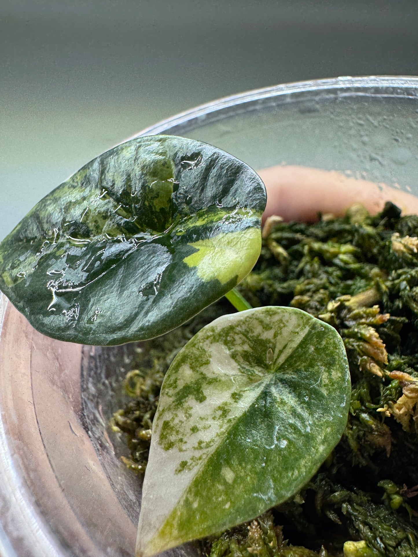 Alocasia sinuata 'QUILTED DREAMS' Albo Variegata