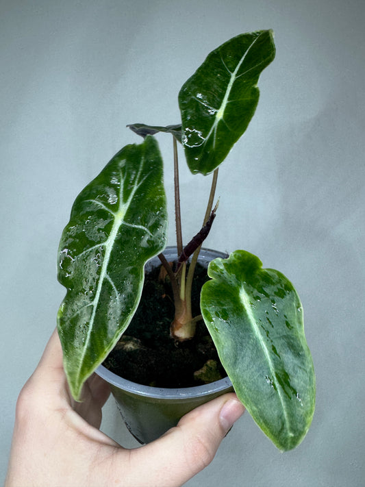 Alocasia watsoniana