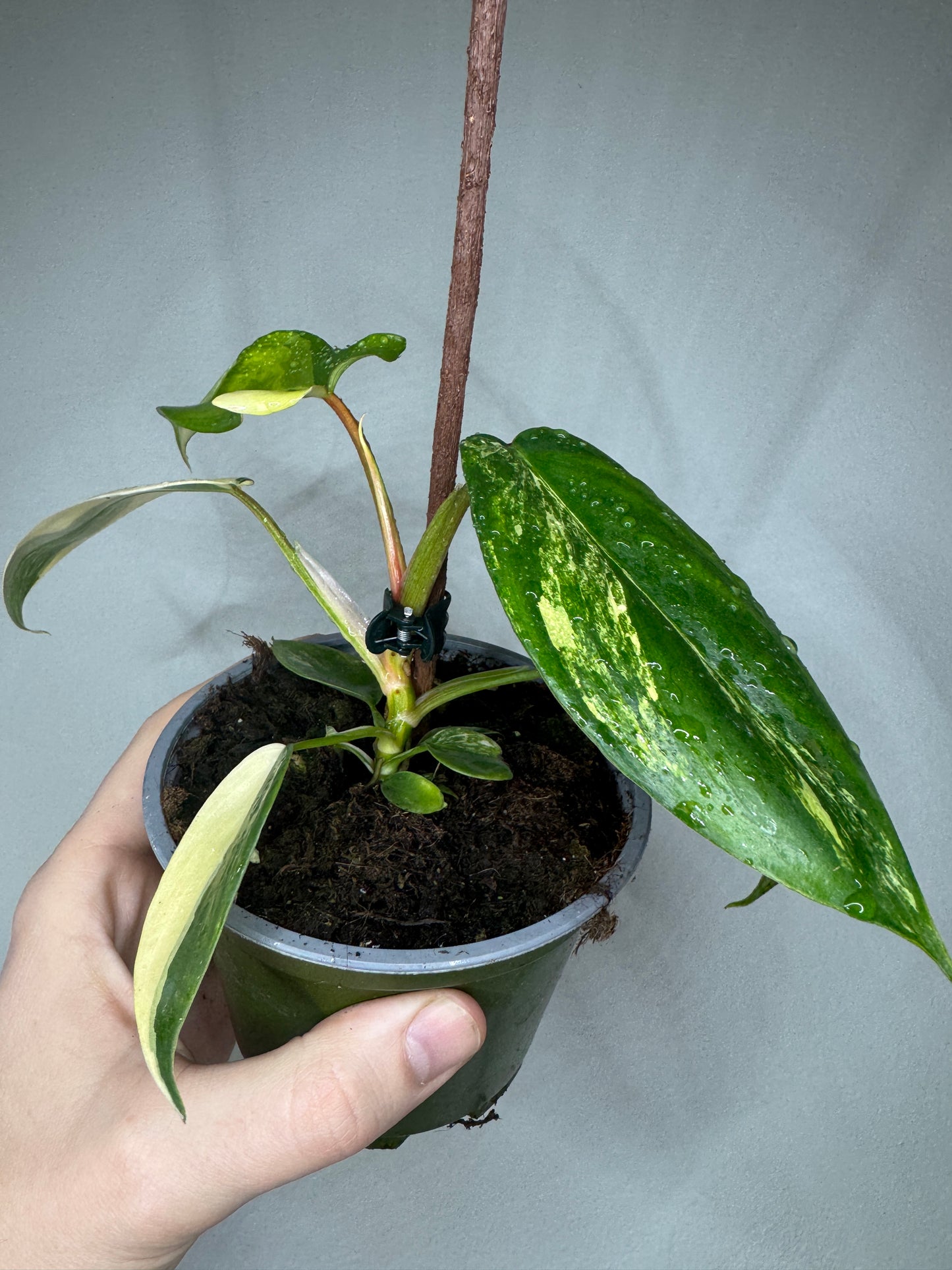 Philodendron Florida Beauty