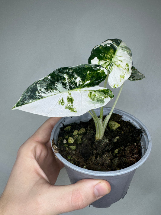 Alocasia micholitziana 'Frydek'