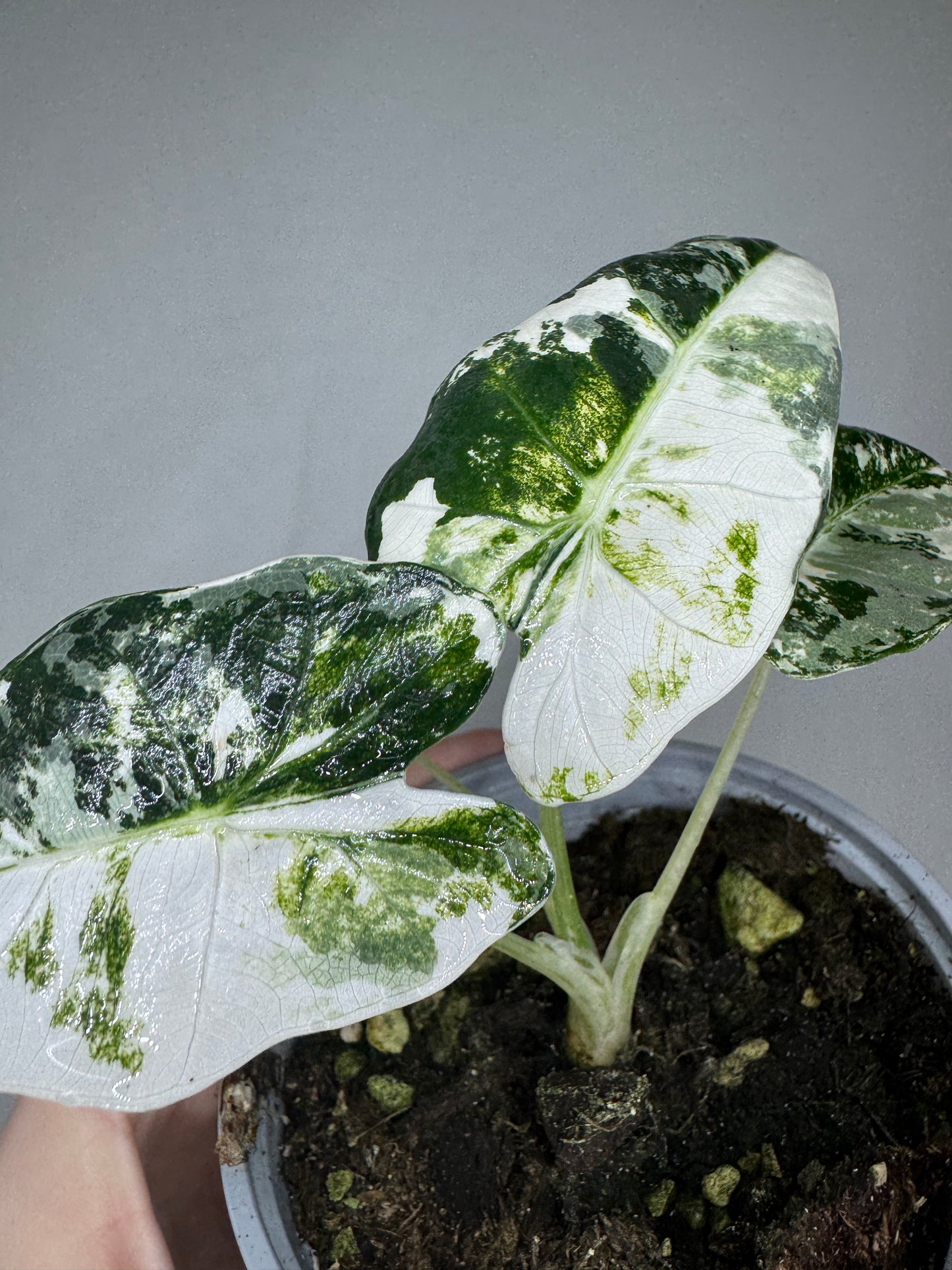 Alocasia micholitziana 'Frydek'