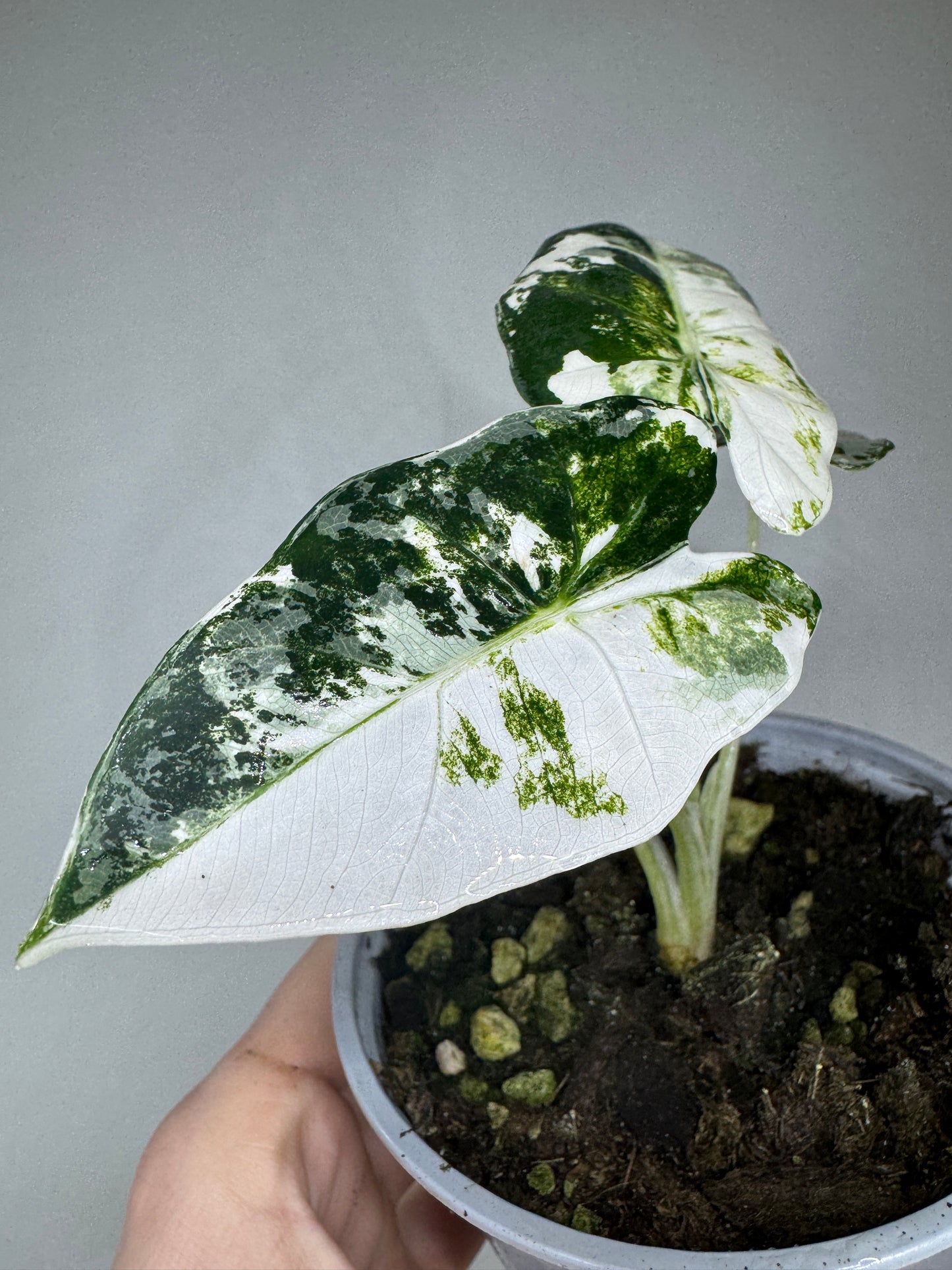 Alocasia micholitziana 'Frydek'