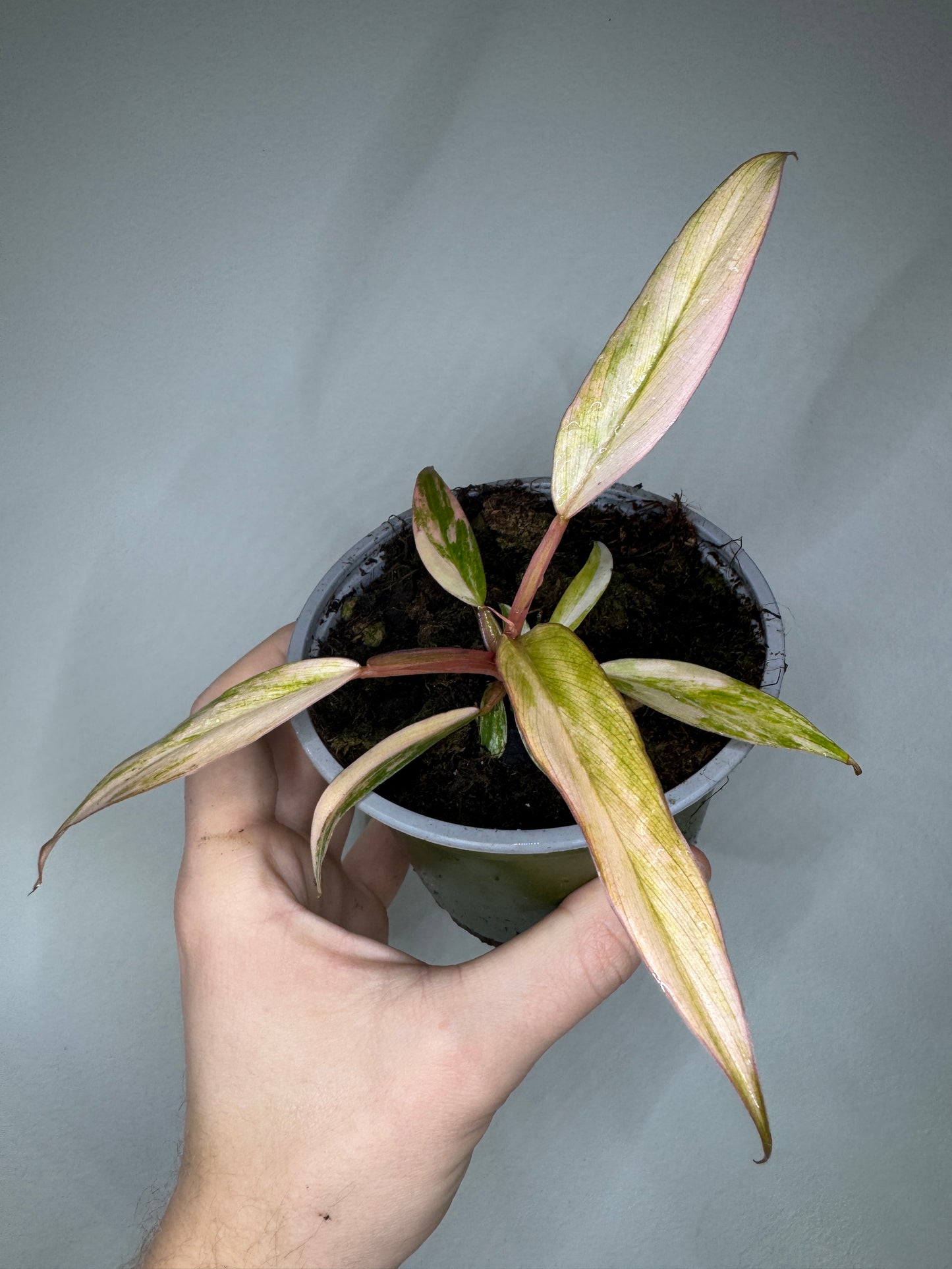 Philodendron 'Caramel Marble'