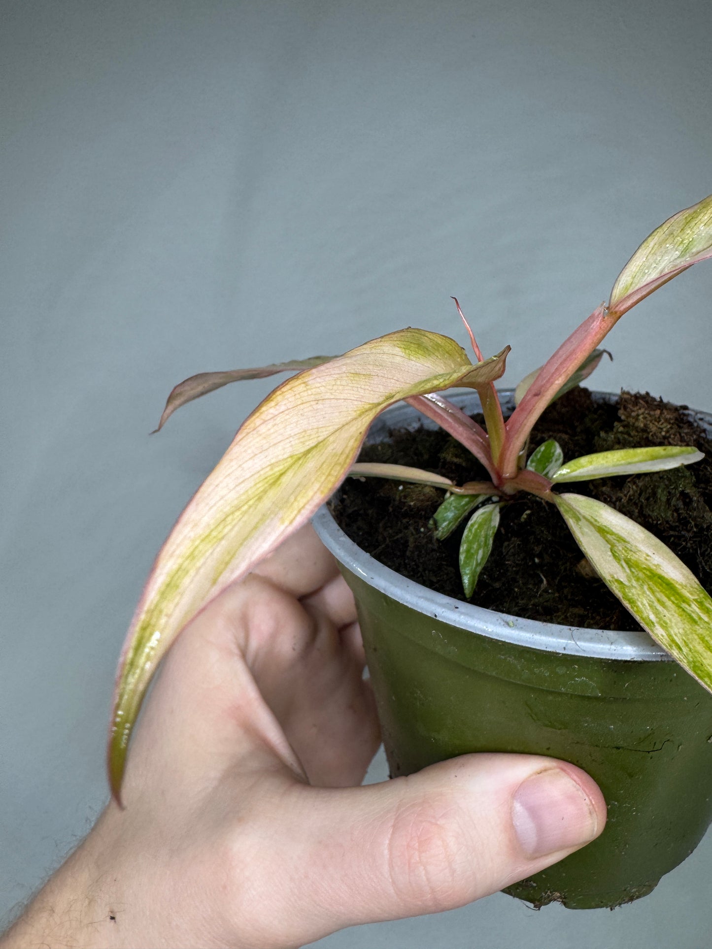 Philodendron 'Caramel Marble'