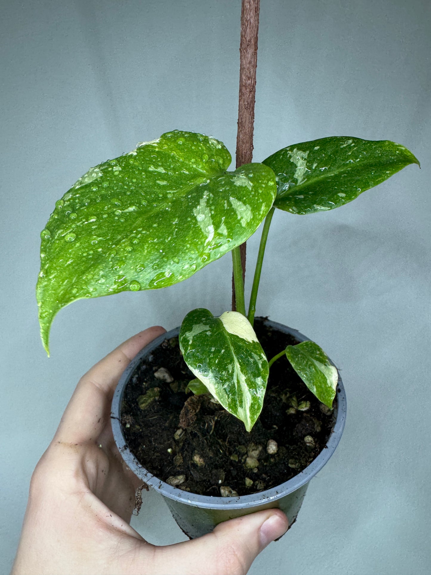 Monstera deliciosa 'Thai Constellation'