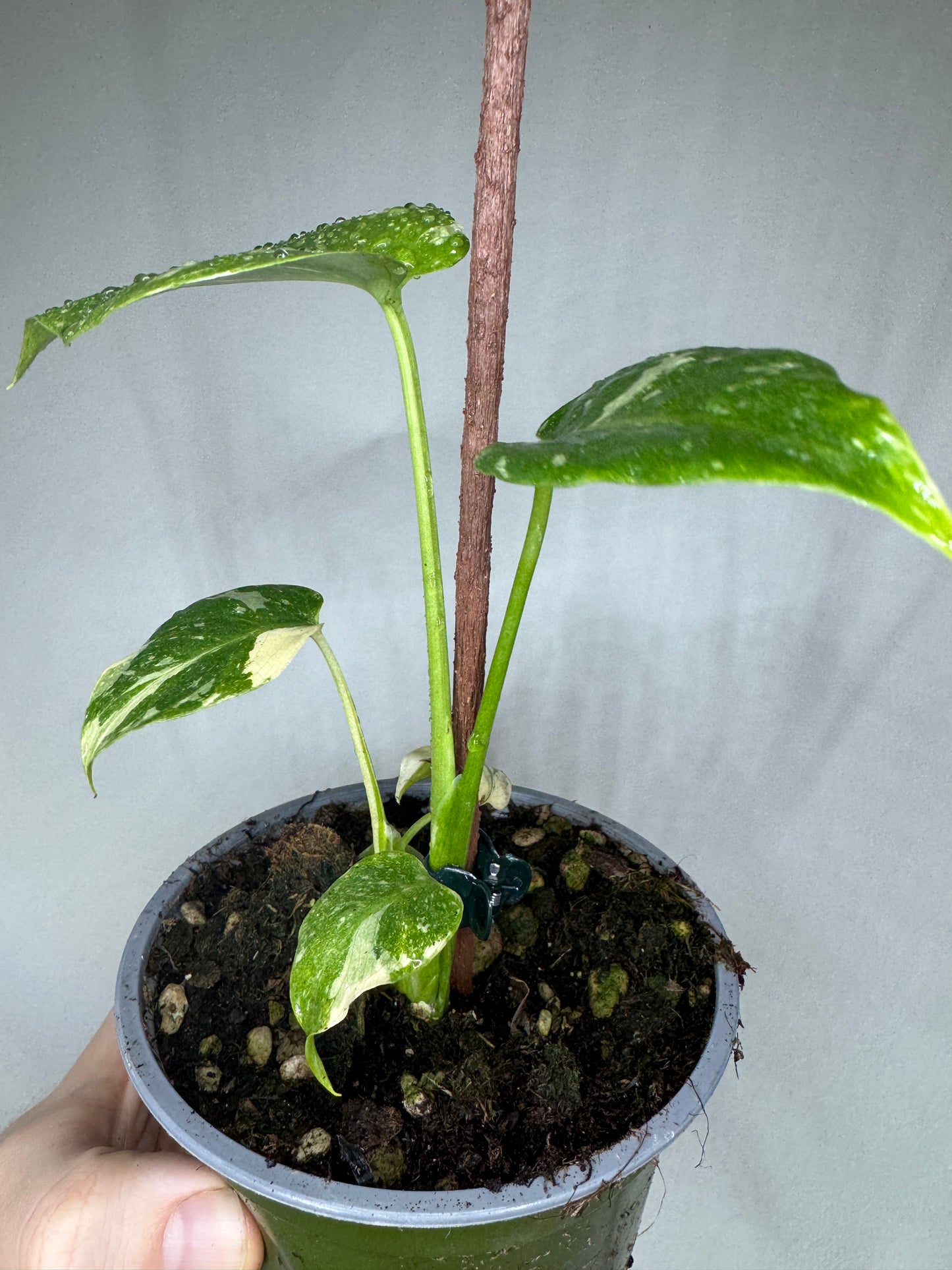 Monstera deliciosa 'Thai Constellation'