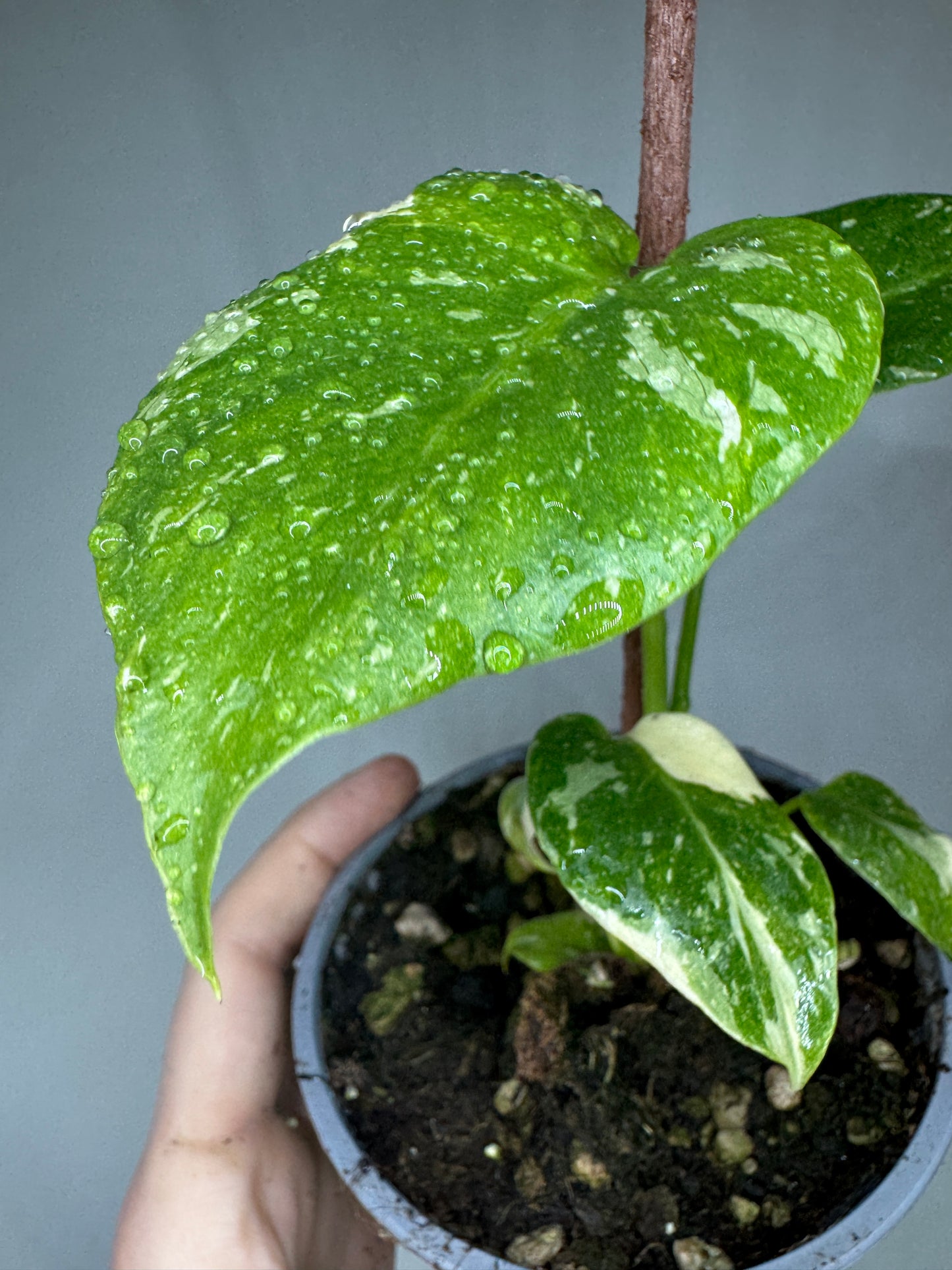 Monstera deliciosa 'Thai Constellation'