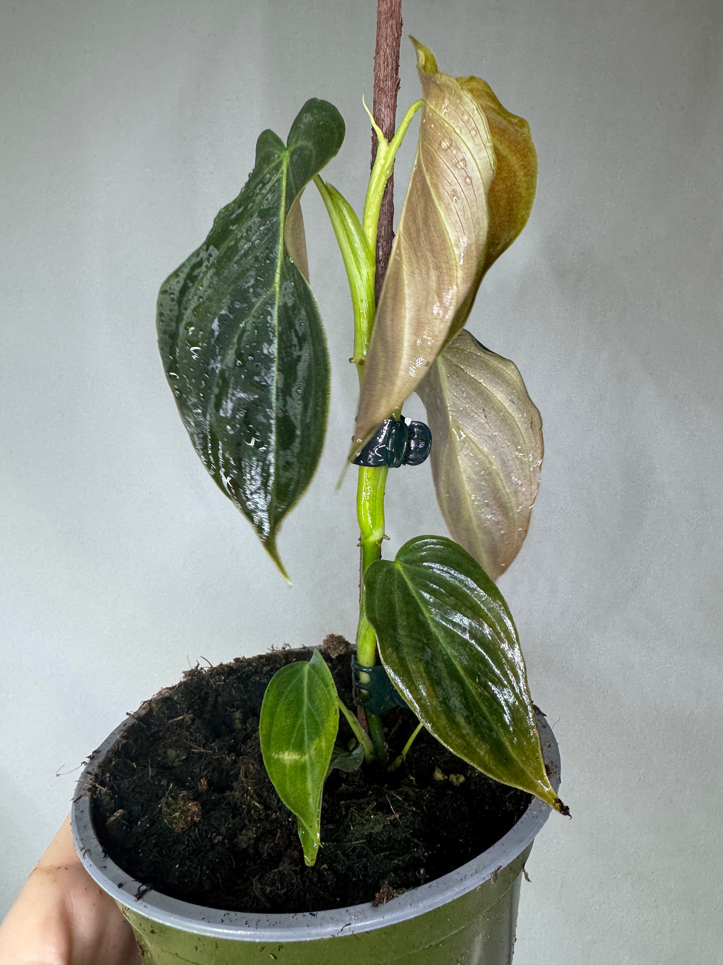 Philodendron 'Splendid' - verrucosum x melanochrysum