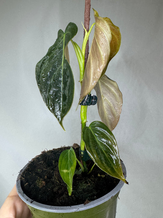 Philodendron 'Splendid' - verrucosum x melanochrysum