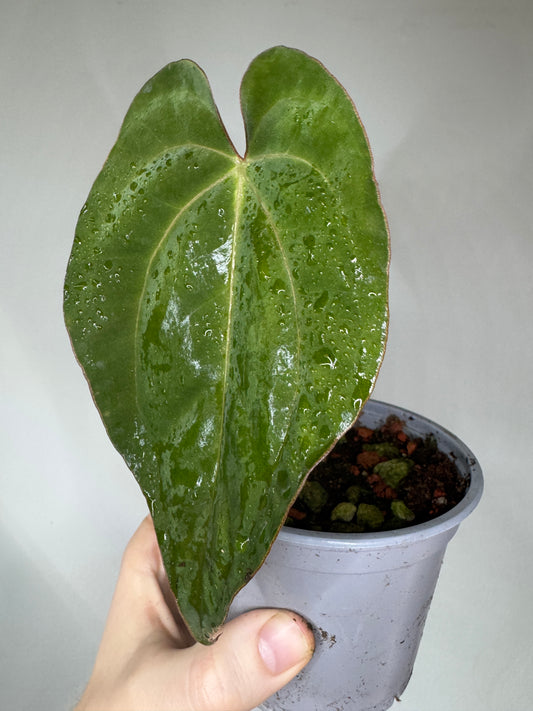 Anthurium 'Darkest Lady'