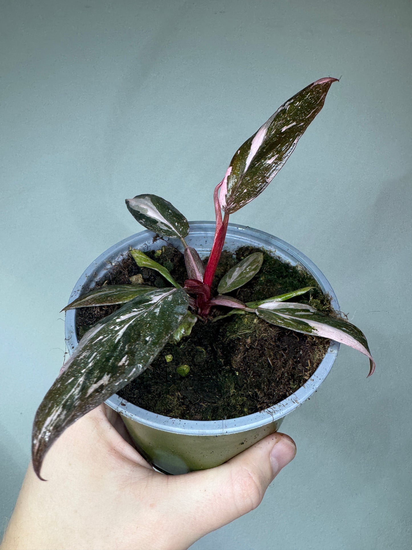 Philodendron Pink Princess GALAXY