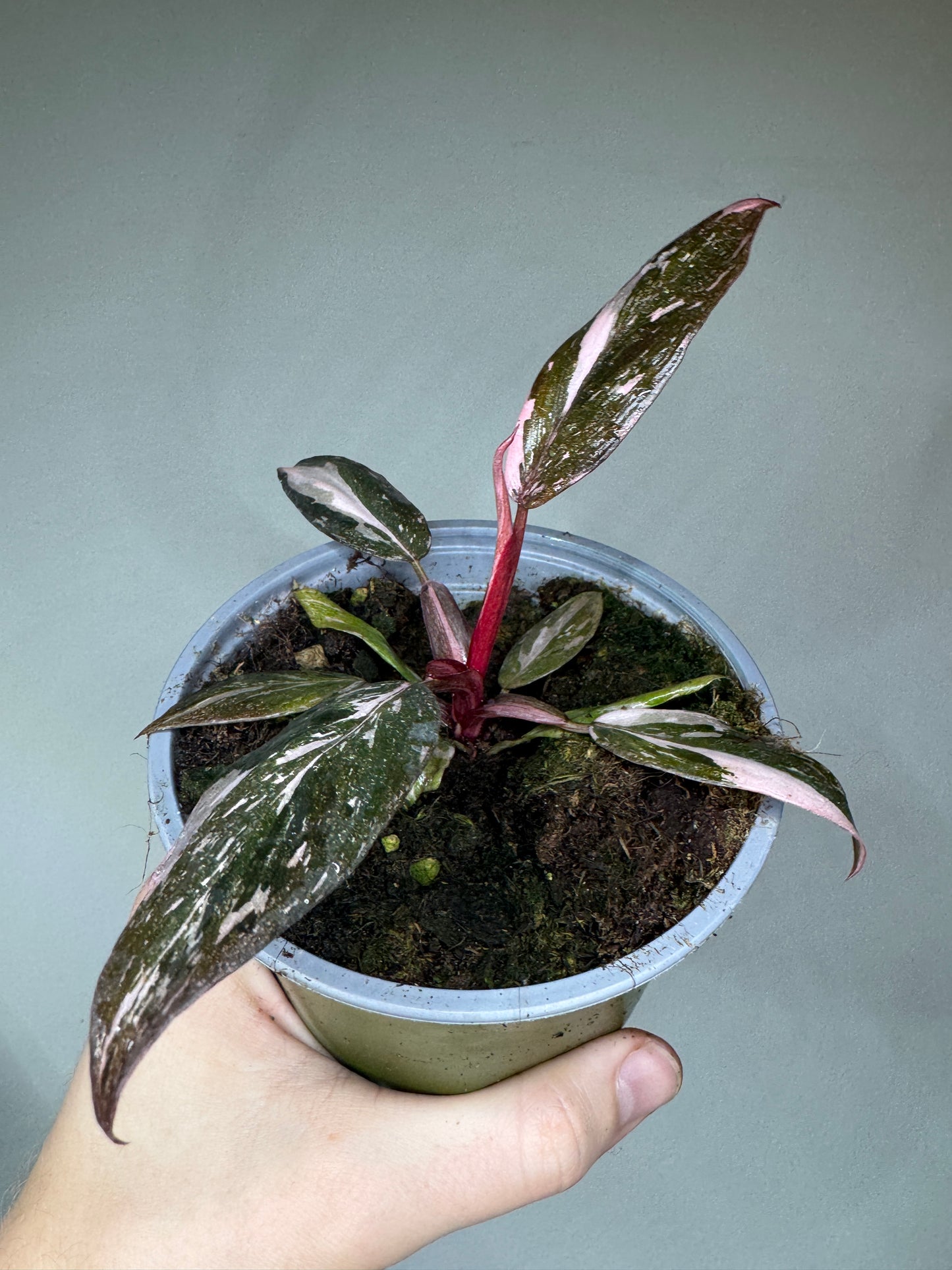 Philodendron Pink Princess GALAXY