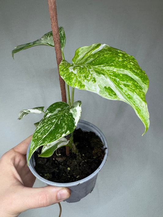 Monstera borsigiana Albo Variegata