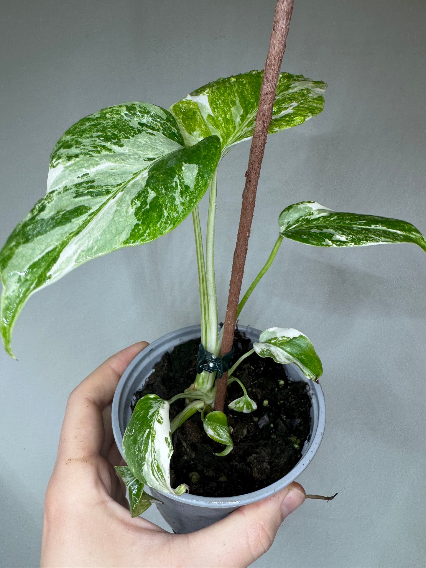 Monstera borsigiana Albo Variegata