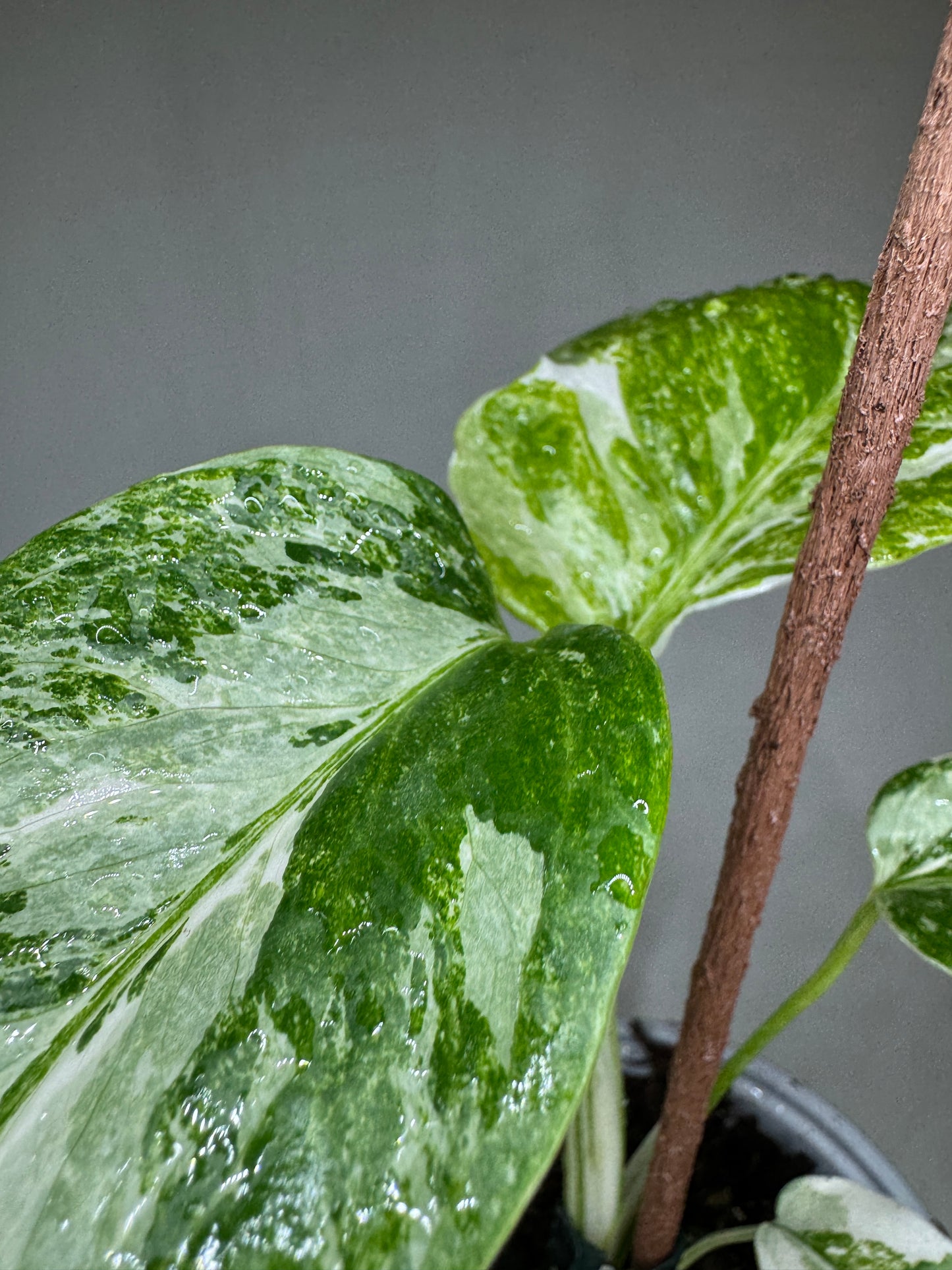 Monstera borsigiana Albo Variegata