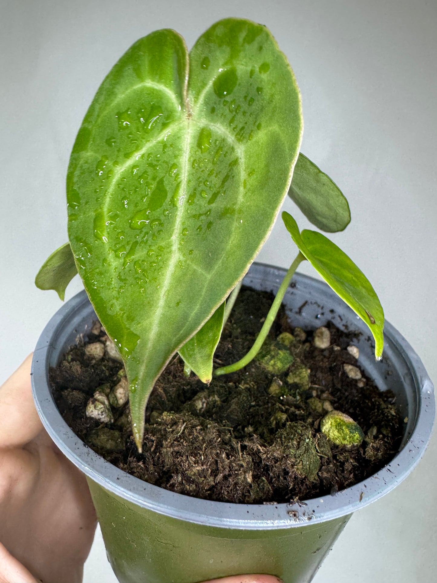 Anthurium clarinervium