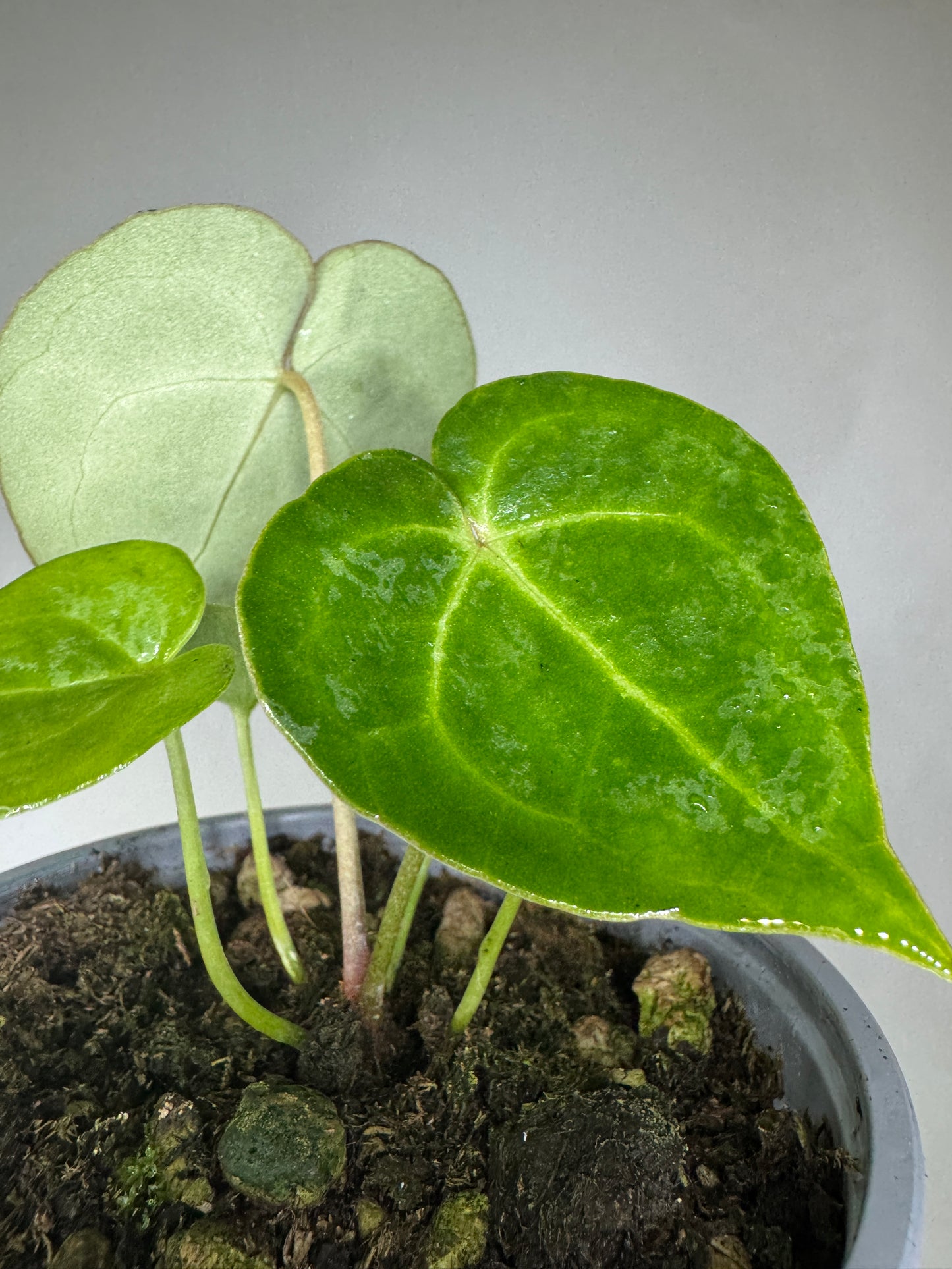 Anthurium clarinervium