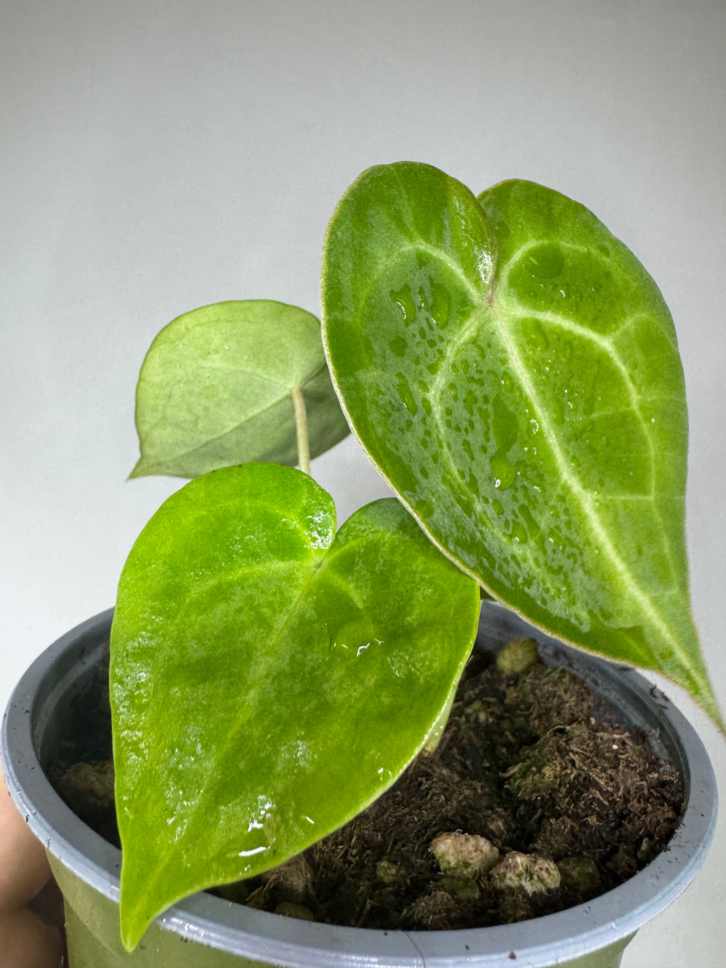 Anthurium clarinervium