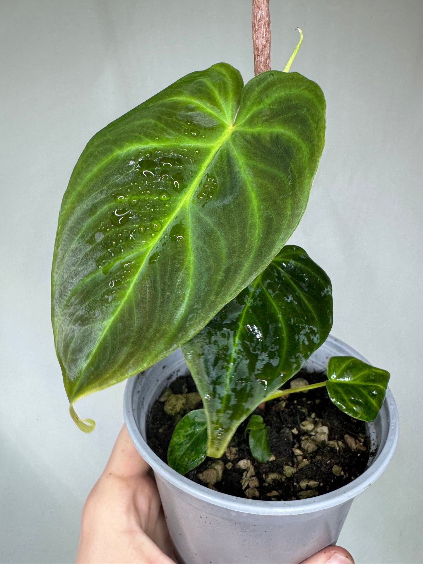 Philodendron verrucosum 'MINI'