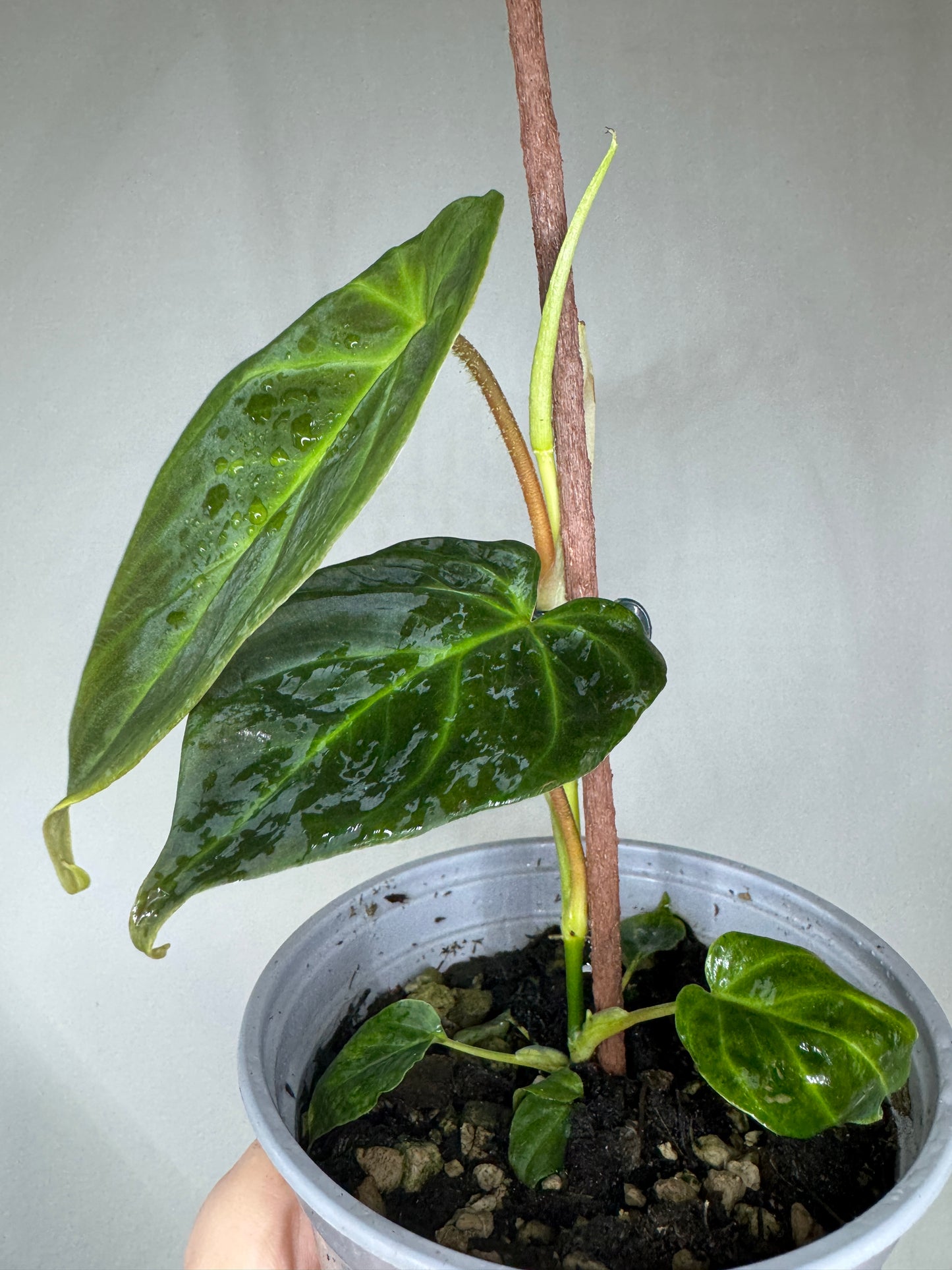 Philodendron verrucosum 'MINI'