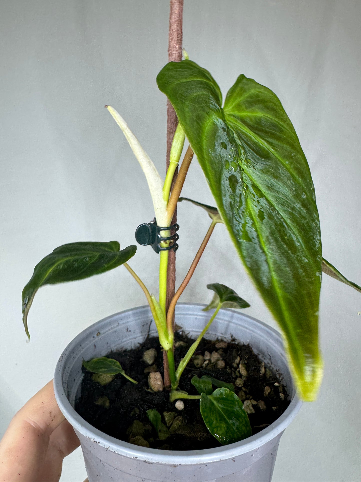 Philodendron verrucosum 'MINI'