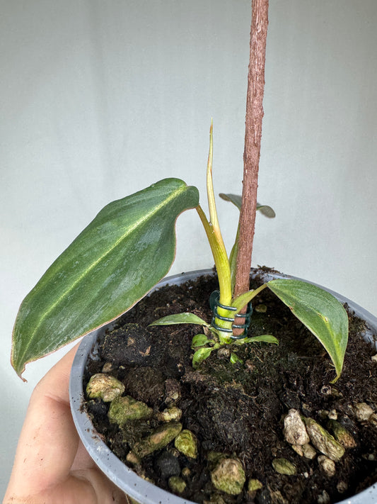 Philodendron 'Splendid' - verrucosum x melanochrysum