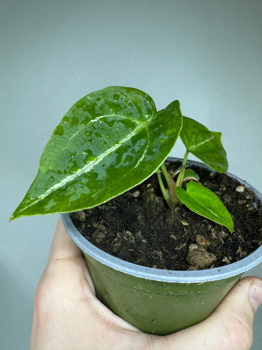 Anthurium warocqueanum x forgetii 'DF'