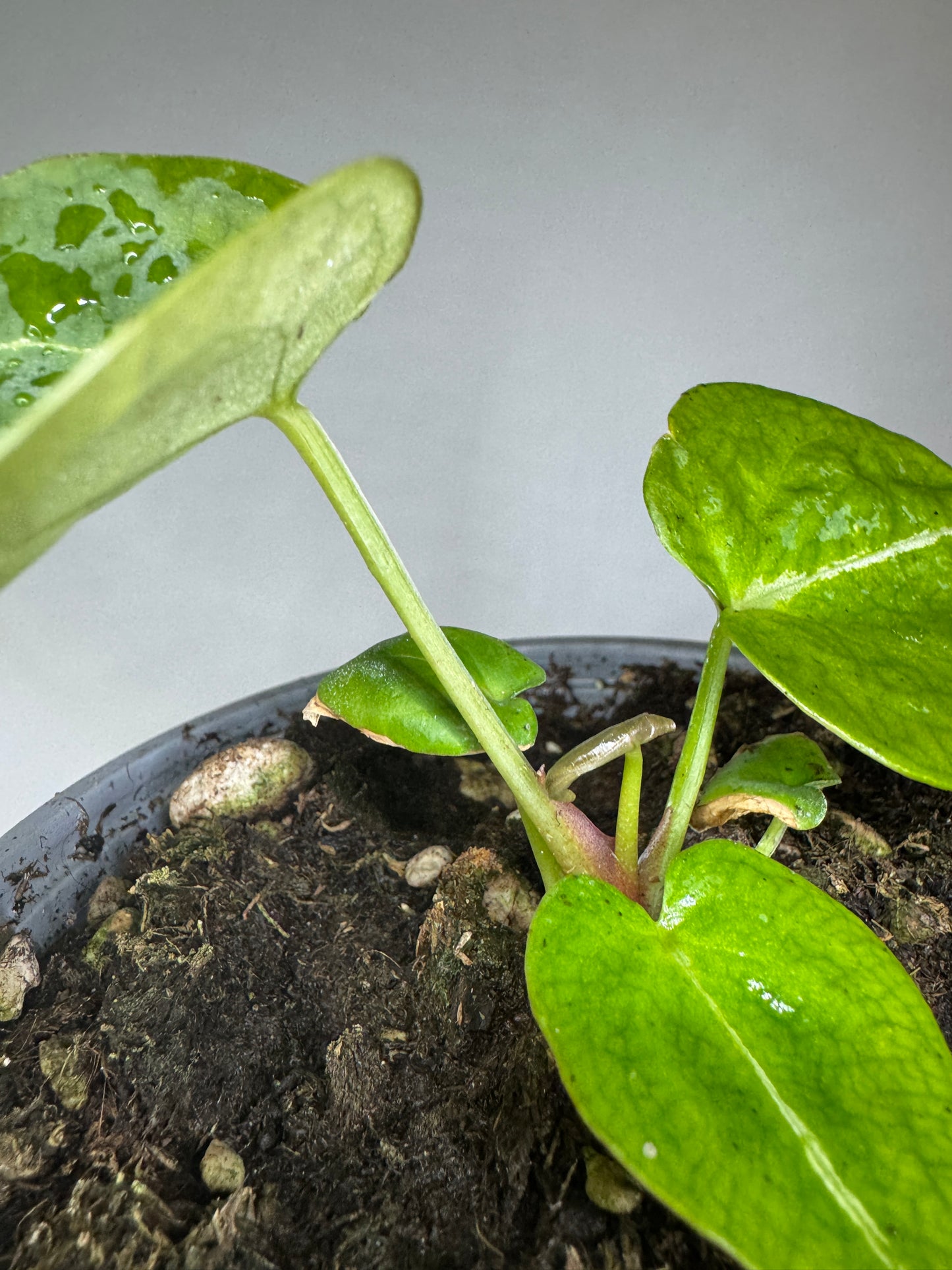 Anthurium warocqueanum x forgetii 'DF'