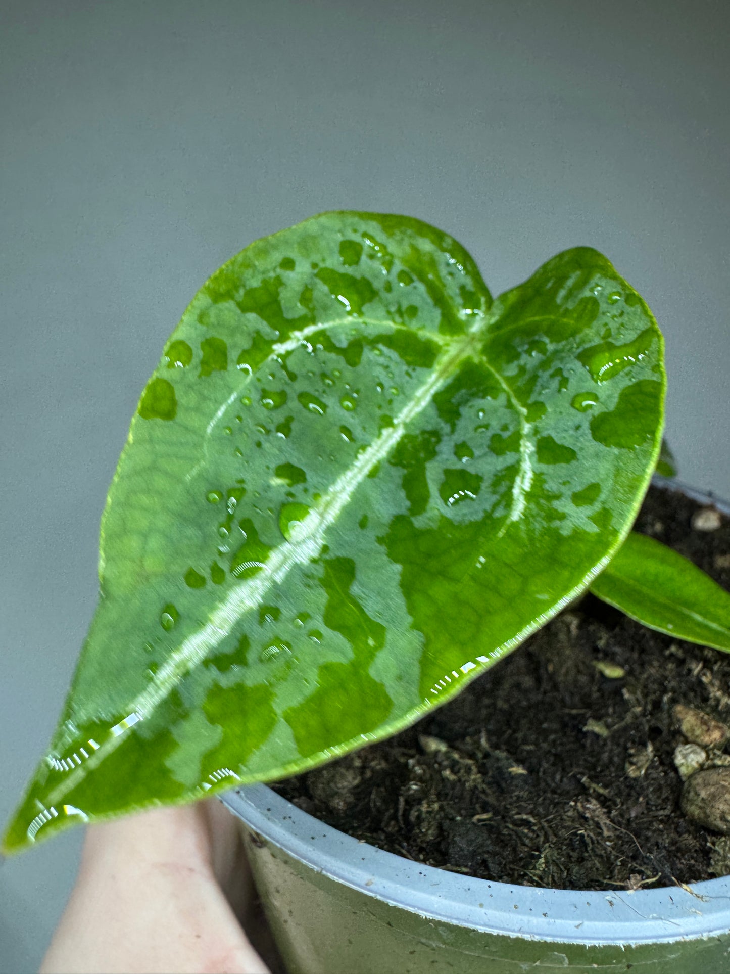 Anthurium warocqueanum x forgetii 'DF'