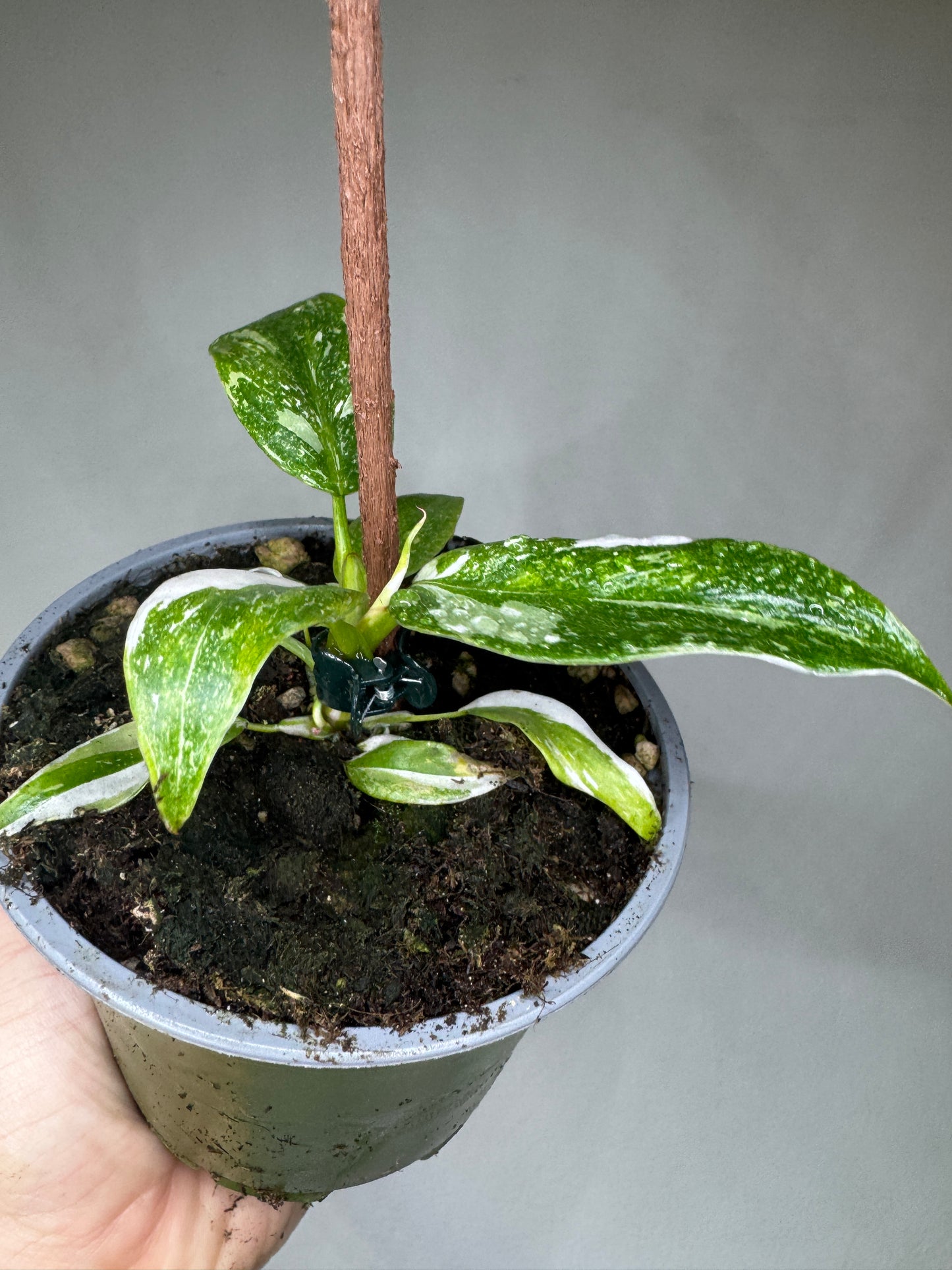 Philodendron 'White Princess'