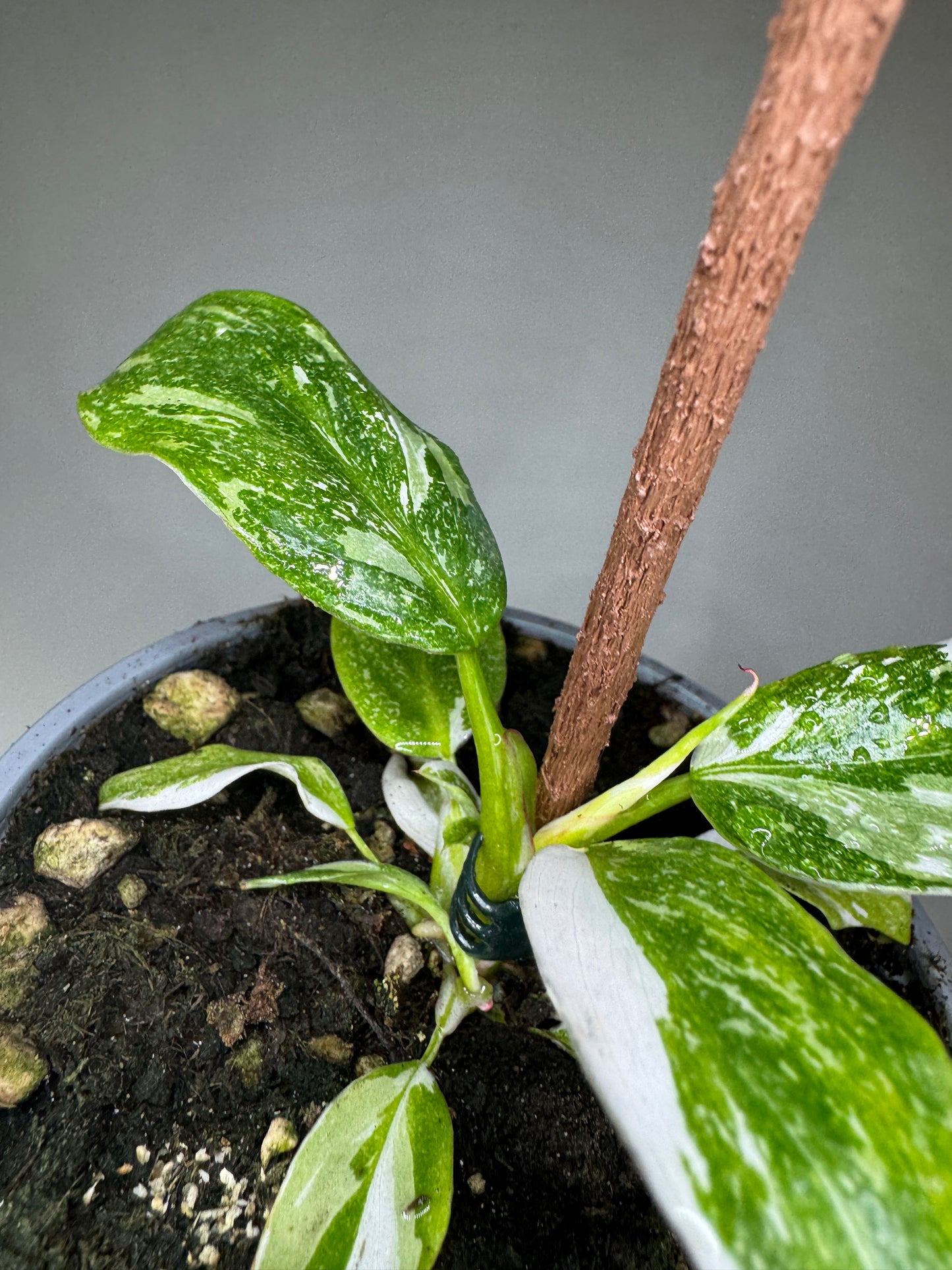 Philodendron 'White Princess'