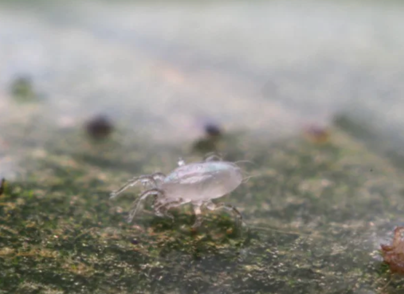 Abbonamento al controllo di ragnetti rossi e tripidi con Phytoseiulus persimilis e Amblyseius cucumeris