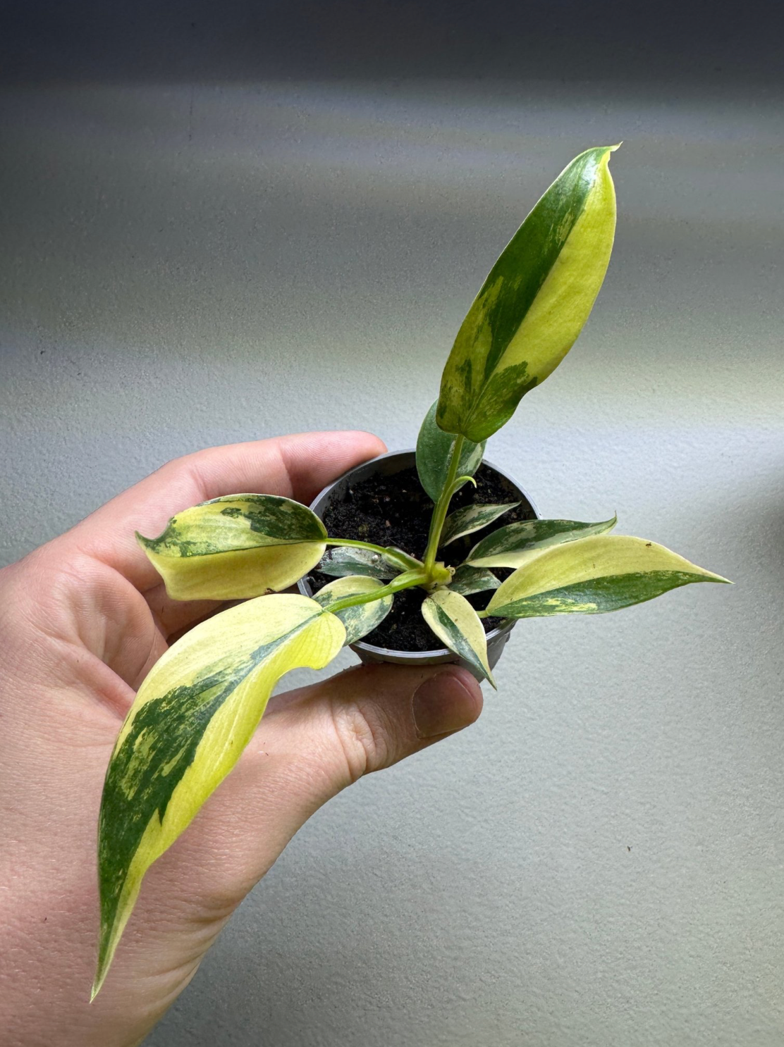 Philodendron Florida Schönheit