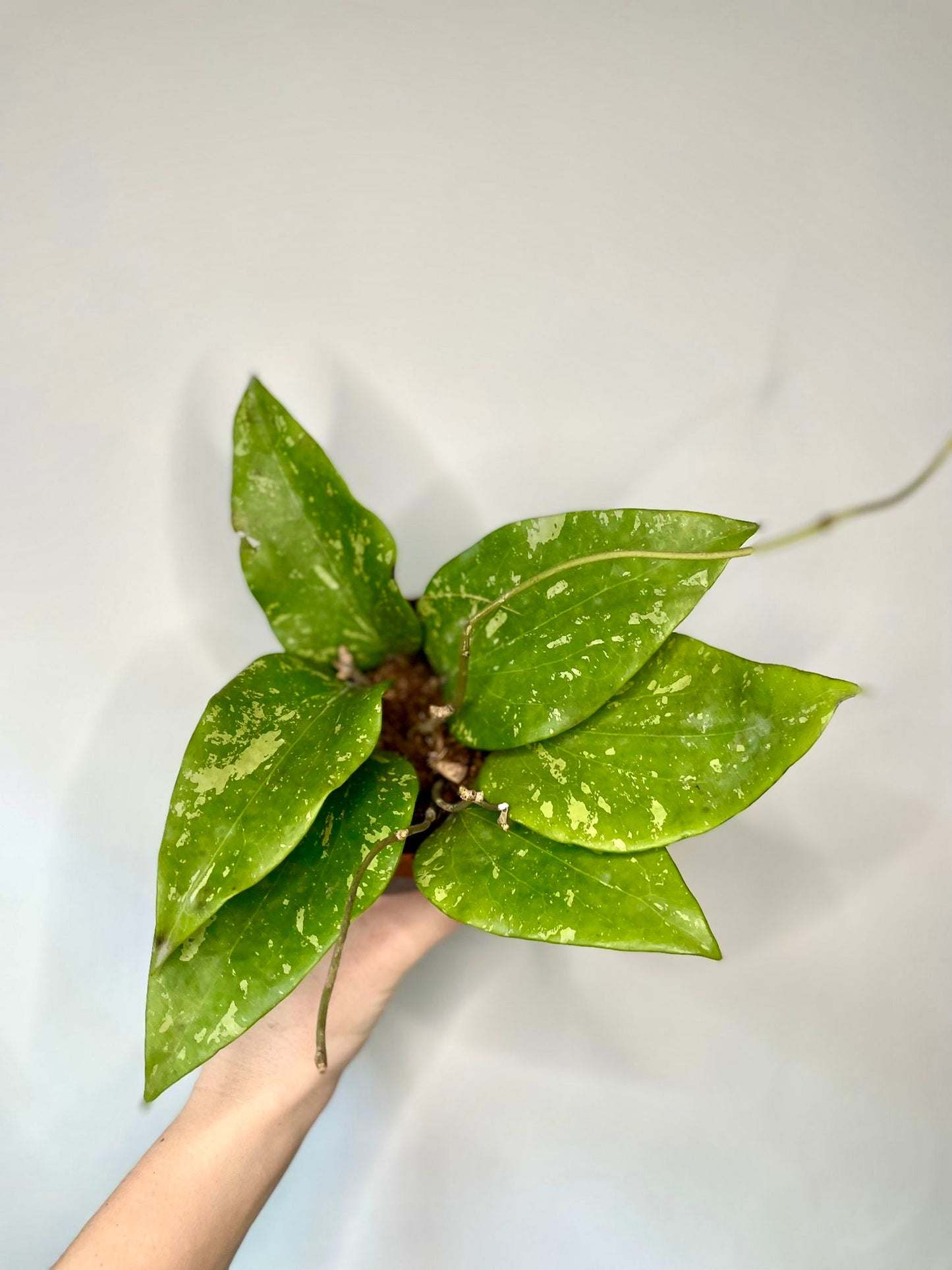 Unusual Mystery Hoya Subscription