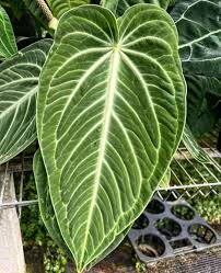 Anthurium villenaorum (top 3 most underrated Anthuriums)