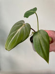 Philodendron gloriousum ‘Dark Form’